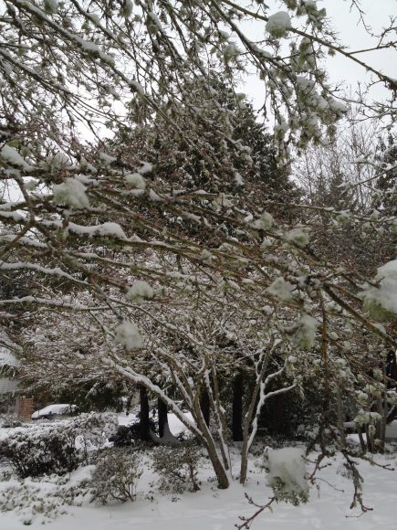 Snow on Bainbridge Island