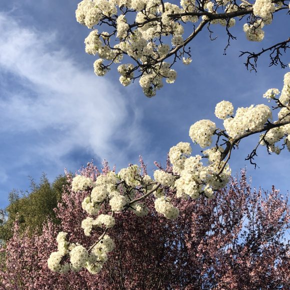 Spring on Bainbridge Island by Jen Pells Real Estate Agent