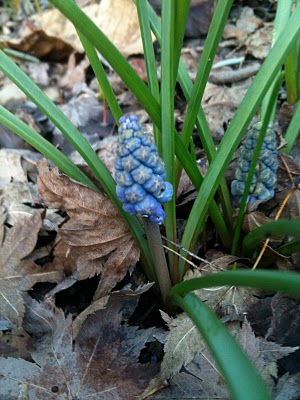 Spring on Bainbridge Island