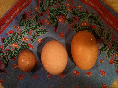 Eggs from our Chickens on Bainbridge Island