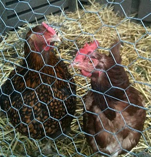 Our Chickens on Bainbridge Island