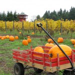 Suyematsu Pumpkin Patch on Bainbridge Island