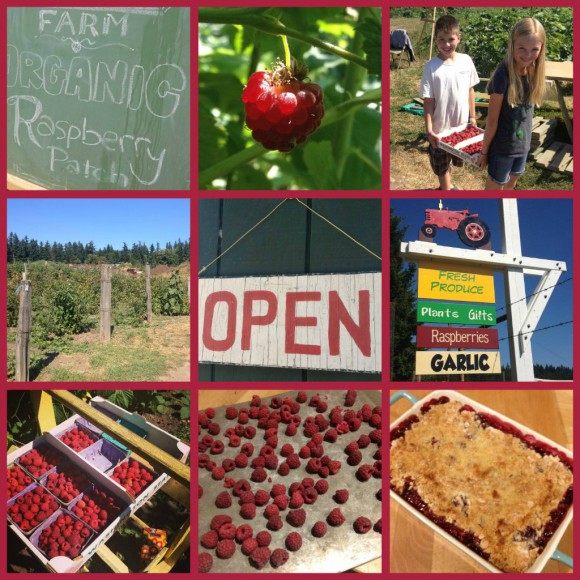 U-Pick raspberry collage - Bainbridge Island - photo by Jen Pells