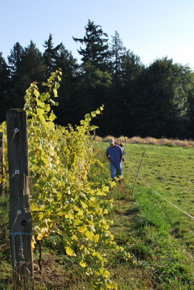 Wineries on Bainbridge Island