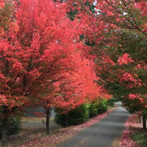 Fall Colors on Bainbridge Island