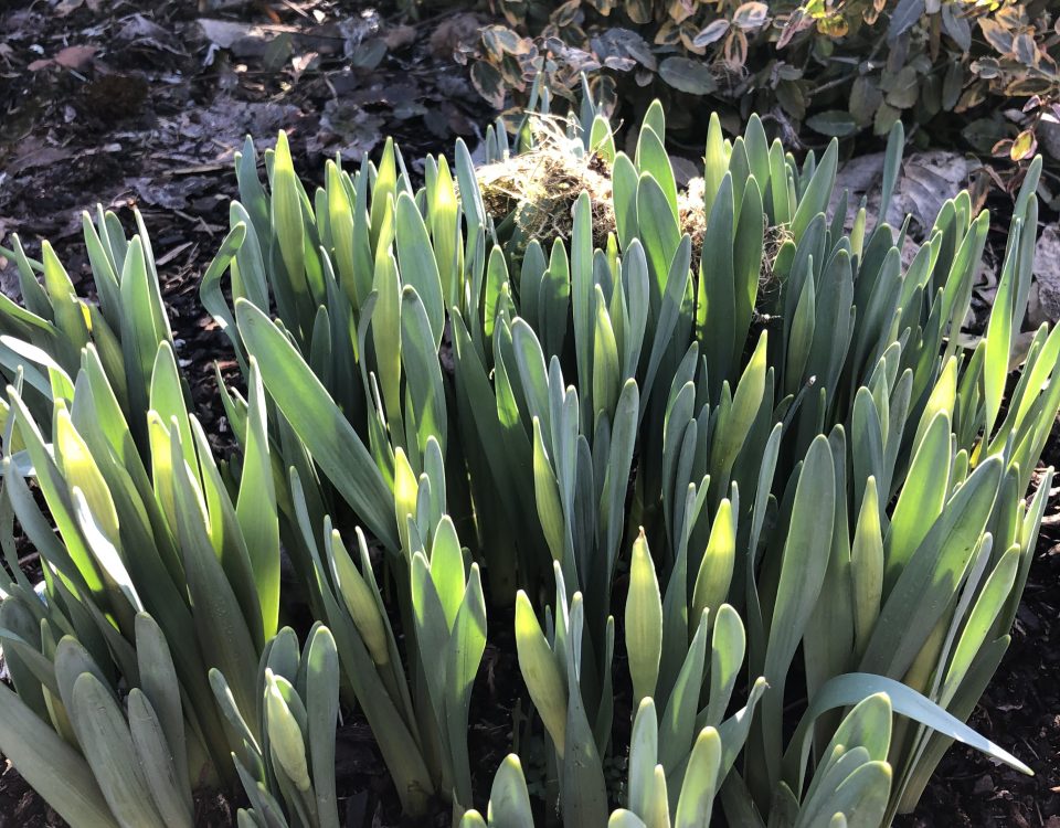 Spring on Bainbridge Island by Jen Pells Real Estate Agent