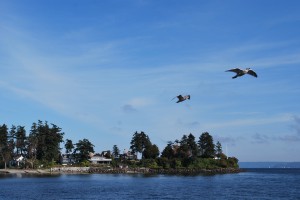 View of Wing Point on Bainbridge from the ferry.